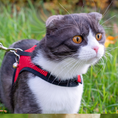 CAT HARNESSES