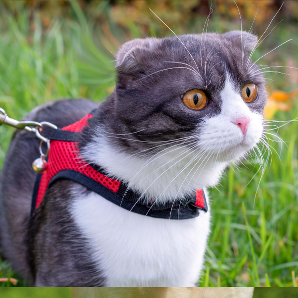 CAT HARNESSES