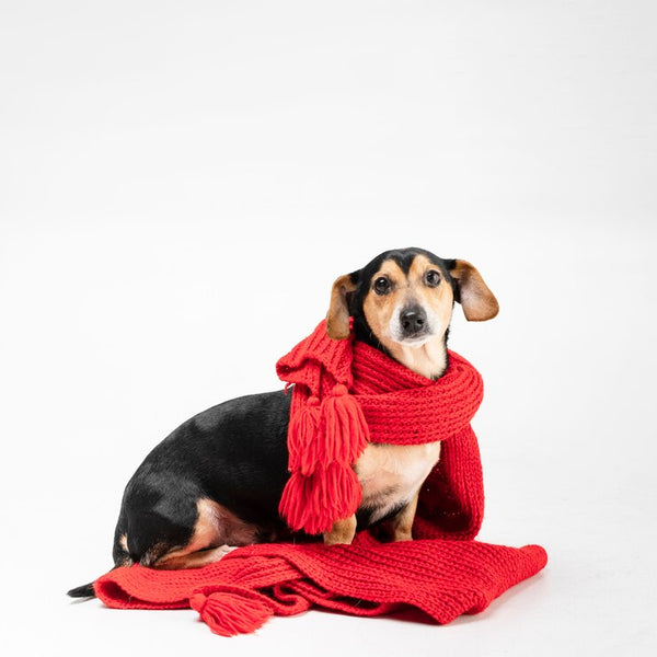 PET BANDANAS